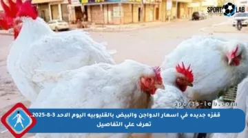 قفزة جديدة في أسعار الدواجن والبيض بالقليوبية اليوم الأحد 3-8-2025.. تعرف على التفاصيل